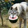 WolfBite229