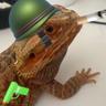 Tactical Lizzard