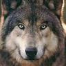 Trusky044