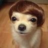 noobdog
