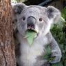 HigHKoalA