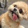 El Pupper