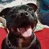 Staffy
