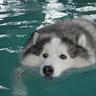 Hauptmann Hundehaufen ♥♥♥♥♥♥♥♥♥