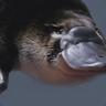 Platyp00si