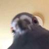 tunarowsy