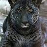 JAGUARAZVAN