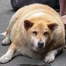 FatDog