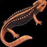 newt
