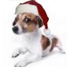 Christmas Dawg