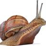 Snail