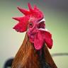 COCK
