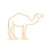 camel