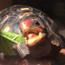 Geochelone