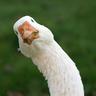 Gus the Goose