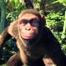Smile Ape