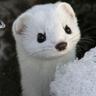 悲しい猫 Ich bin Sauer