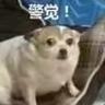 Dreamer丨Li
