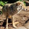 депрессивный Wolf