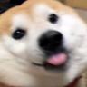 Shiba
