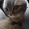 Yoki
