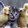 ConfusedKitten