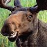 Mr.Moose ツ