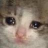 Not_happy_cat