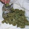 Наркотик