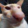 GeT_sNiffed