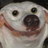 Dog Famaele