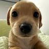 ibit