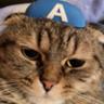 Cat, komm here!