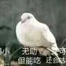 老七