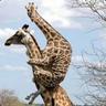 LankyGiraffe