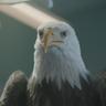 Eagly