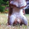 Phallic Squirrel