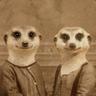 meerkat
