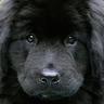 BlackDog