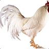 Szermi