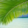 Coconut#Leaf