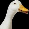 Honk-Ken (Geese/Goose)