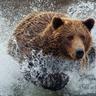 Dr.Bear
