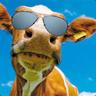 Moo Man
