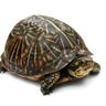 Turtle Tamer