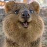 Quokka