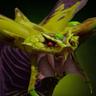 Hermaeus