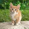 Котик