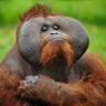 Chimpkin