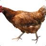 GALINHA